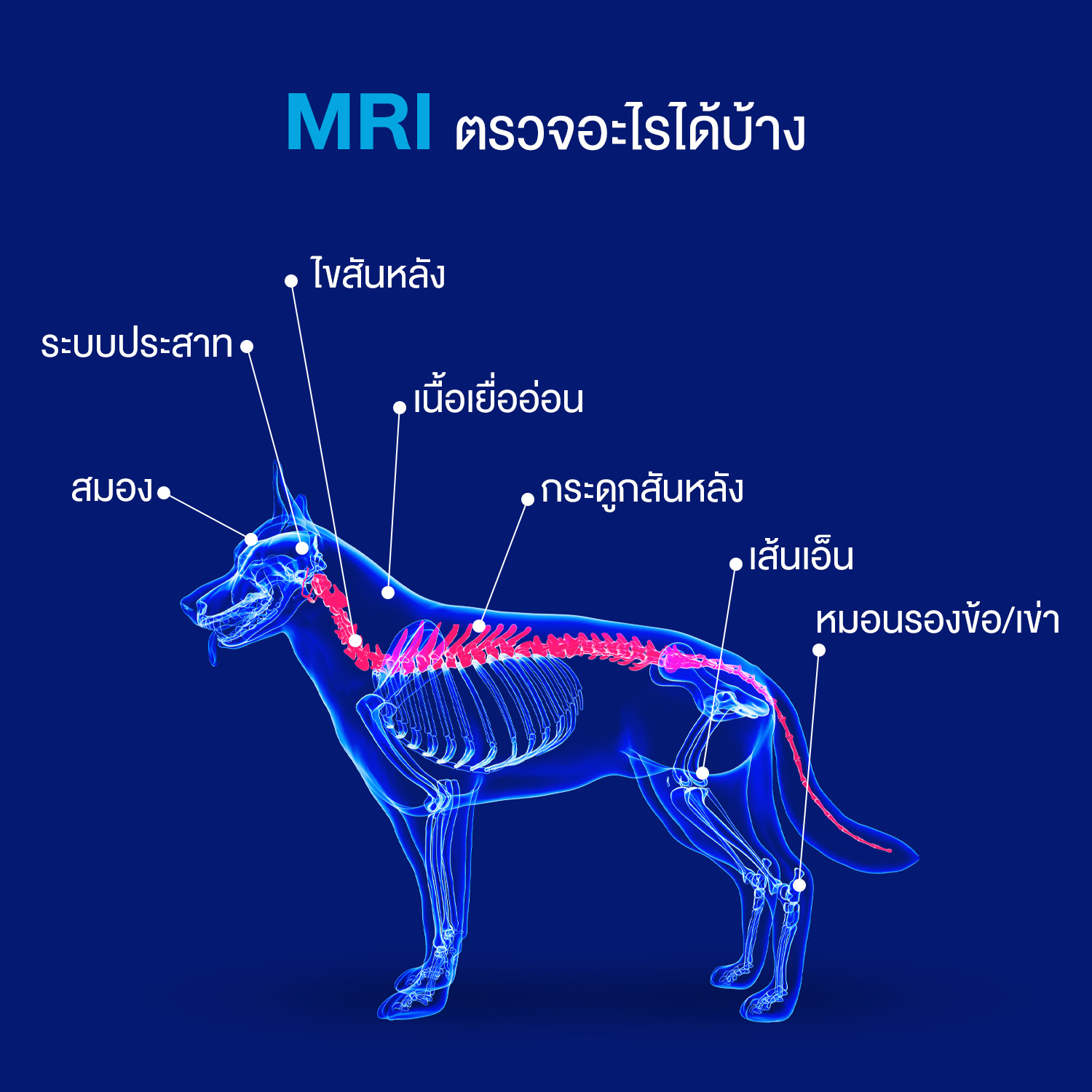 MRI สัตว์เลี้ยง ตรวจอะไรบ้าง