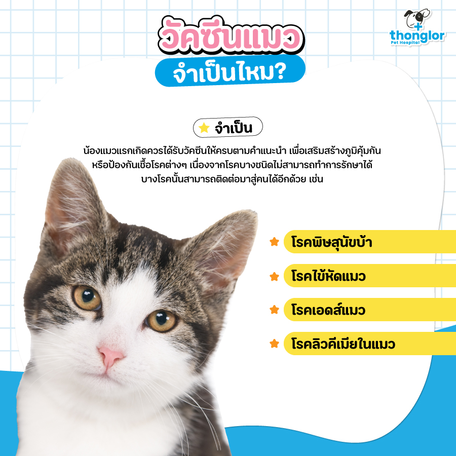 เลี้ยงแมว ต้องพาไปฉีด วัคซีนแมว ที่ Thonglor pet Hospital,Thonglor-pet ...