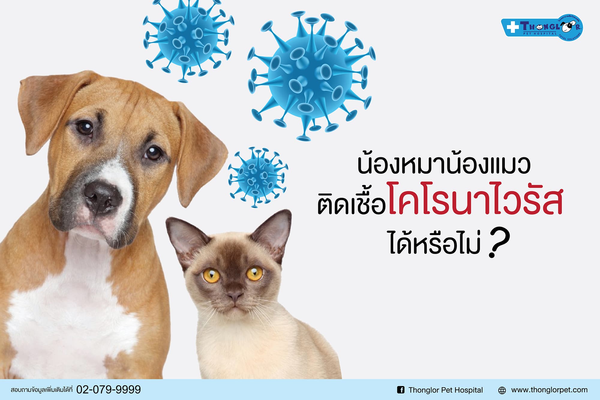 หมาแมวติดเชื้อโคโรนาไวรัสได้หรือไม่?,โคโรนาไวรัสหมาแมว | Thonglor Pet
