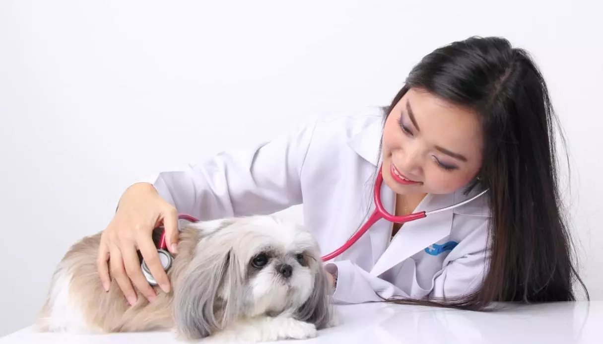 เวชศาสตร์คลินิกสัตว์เลี้ยง