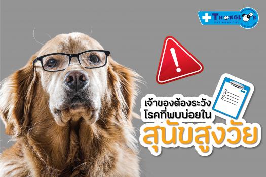 Essential Health Warnings for Senior Dogs