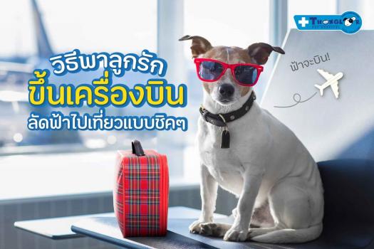 Flying with Your Furry Friends: A Guide to Pet Air Travel