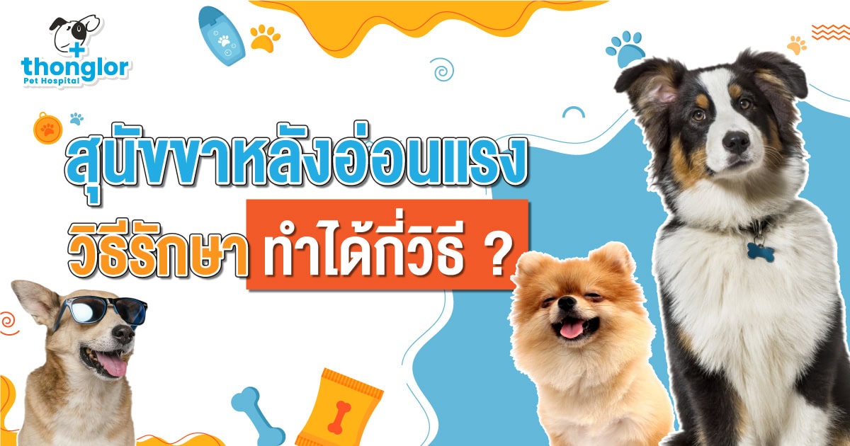 tl dog hind leg weakness tl dog hind leg weakness