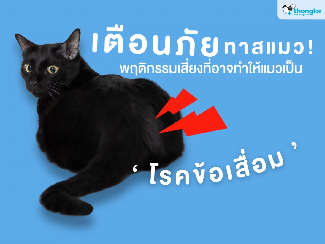 5 Celebrities Tuxedo Cats ที่ต๊าดต้องทำความรู้จัก - Catspurry Cat Hotel  Phuket, image size:1095x821