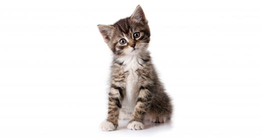 猫咪走路歪头...小心神经系统疾病！