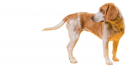 Rear Limb Weakness in Dogs Warning Signs You Should Never Ignore