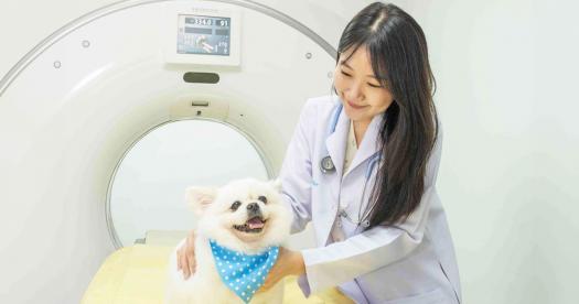 Pet MRI at Thonglor Pet Hospital: From Preparation to Treatment Planning