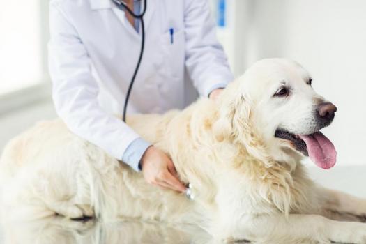 7 Common Cancers in Dogs: Early Detection Saves Lives