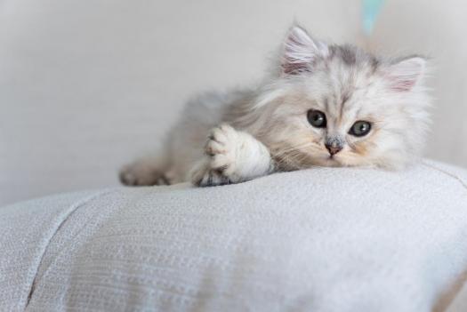 How to Observe Feline Behaviors That Signal Health Issues