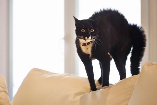 了解猫咪压力的迹象，兽医教你如何为猫咪减压