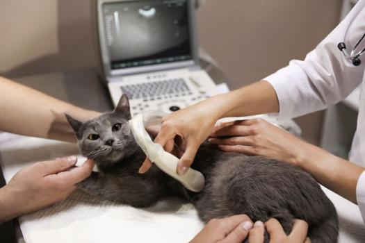 Should your pet get an ultrasound if they have diarrhea or vomiting?