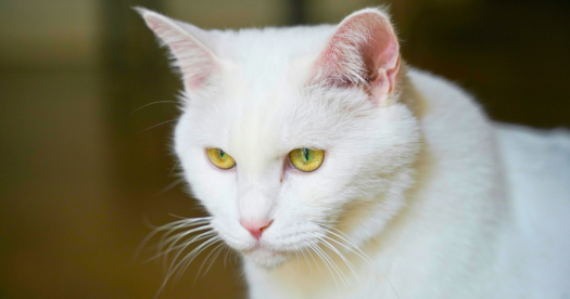White Cats Beware! Intense Sunlight May Lead to Skin Cancer