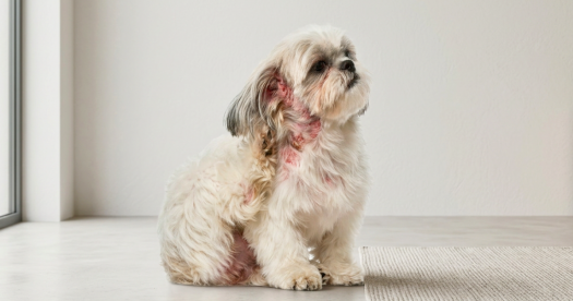 3 Main Reasons Why Your Pet’s Chronic Skin Disease Never Seems to Go Away