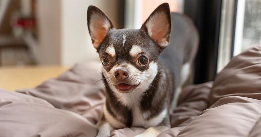 Is Your Pet Sitting Strangely? Don’t Ignore It!