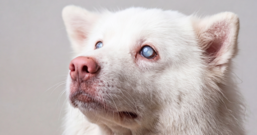 ‘Cloudy Eyes’ in Senior Pets... Could Be a Sign of ‘Diabetic Cataracts’