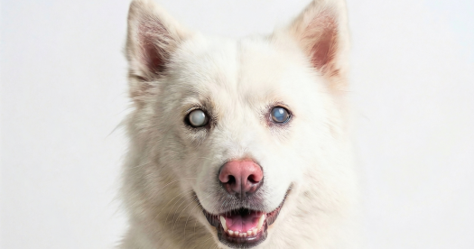 5 Warning Signs of Diabetes in Dogs and Cats You Must Not Ignore!