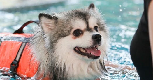Swimming: More Than Just Fun, It’s the Ultimate Exercise for Dogs