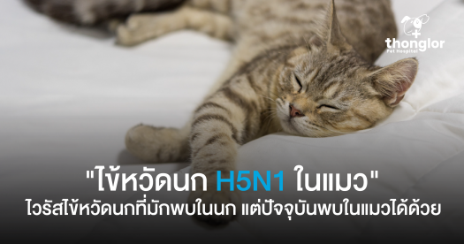 ไข้หวัดนก H5N1 ในแมว ติดได้ไหม ป้องกันอย่างไร? 