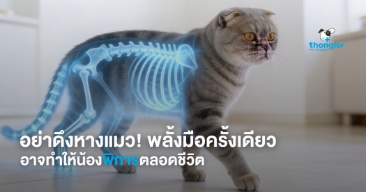 อย่าดึงหางแมว! เสี่ยงเส้นประสาทขาด ทำน้องพิการตลอดชีวิต