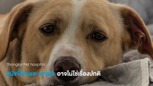 สุนัขขี้ตาเยอะ ตาแฉะ อาจไม่ใช่เรื่องปกติ รู้จัก KCS ตาแห้งในสัตว์เลี้ยง