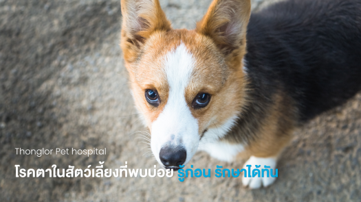 โรคตาในสุนัขและแมวที่พบบ่อย 5 โรค สังเกตอาการเบื้องต้น