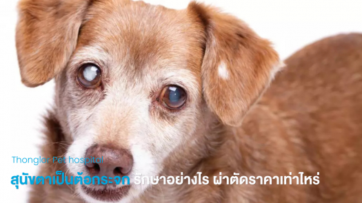 สุนัขตาเป็นต้อกระจก รักษาอย่างไร ผ่าตัดราคาเท่าไหร่