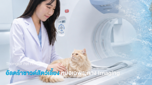 อัลตร้าซาวด์สัตว์เลี้ยง หมอเฉพาะทาง Imaging 