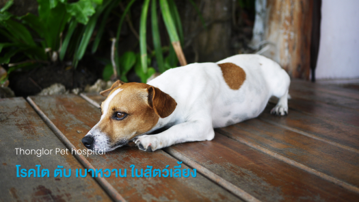 โรคไต ตับ เบาหวาน ในสัตว์เลี้ยง รักษาที่ไหนดี
