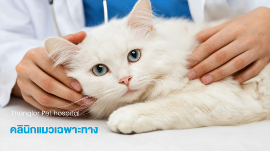 คลินิกแมวเฉพาะทาง (Cat Clinic) คืออะไร