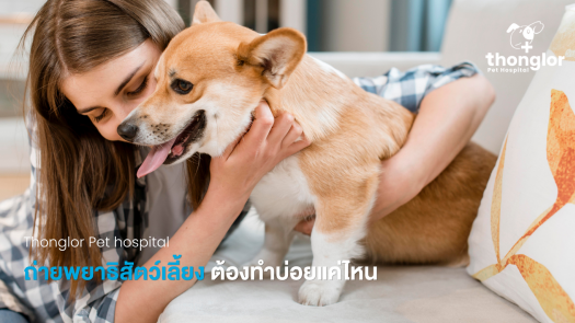 ถ่ายพยาธิสัตว์เลี้ยง ต้องทำบ่อยแค่ไหน เลือกยายังไง และสัญญาณที่ต้องรีบไปหาหมอ