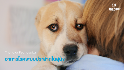 อาการโรคระบบประสาทในสุนัข เมื่อไหร่ต้องพาหาหมอด่วน