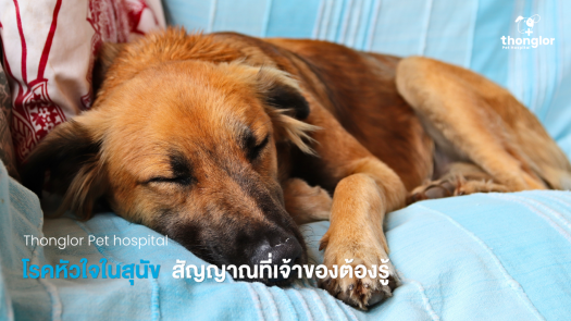 โรคหัวใจในสุนัข สัญญาณที่เจ้าของต้องรู้ก่อนสายเกินไป