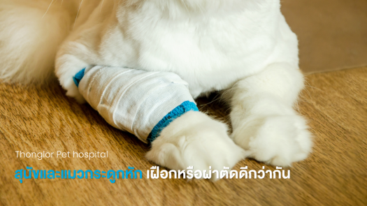 สุนัขและแมวกระดูกหัก เฝือกหรือผ่าตัดดีกว่ากัน?