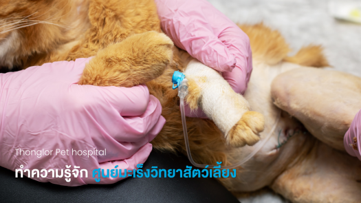ทำความรู้จัก ศูนย์มะเร็งวิทยาสัตว์เลี้ยง 