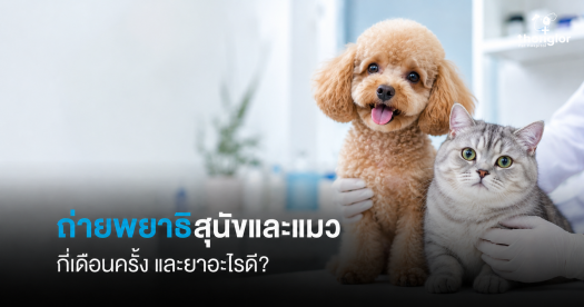 ถ่ายพยาธิสุนัขและแมว — กี่เดือนครั้ง และยาอะไรดี?