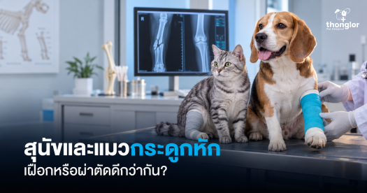 สุนัขและแมวกระดูกหัก — เฝือกหรือผ่าตัดดีกว่ากัน?