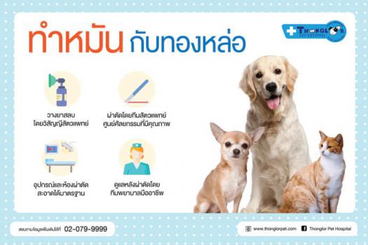 ทำหมันกับโรงพยาบาลสัตว์ทองหล่อ