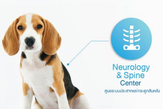โปรแกรมผ่ากระดูกสันหลัง - ศูนย์กระดูกสันหลังและระบบประสาท (Neurology & Spine Center)