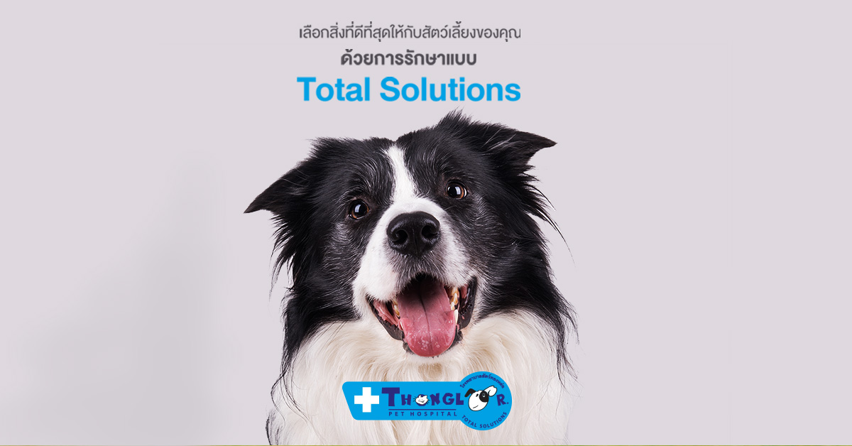 รับฝากเลี้ยงสุนัข-แมว และรับฝากสัตว์เลี้ยงพิเศษ  Thonglor Pet