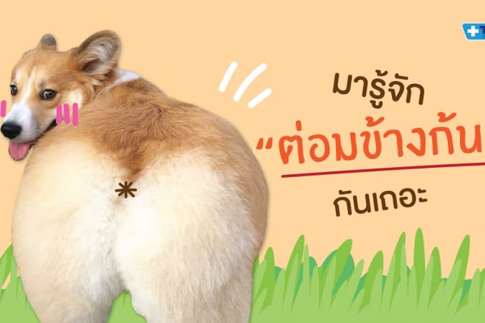 วิธีรักษาลำไส้อักเสบสุนัข  Thonglor Pet