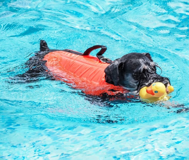 สระว่ายน้ำสุนัข 