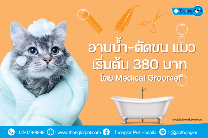 ค่าบริการอาบน้ำตัดขนแมว โดยช่างมืออาชีพ จากโรงพยาบาลสัตว์ทองหล่อ